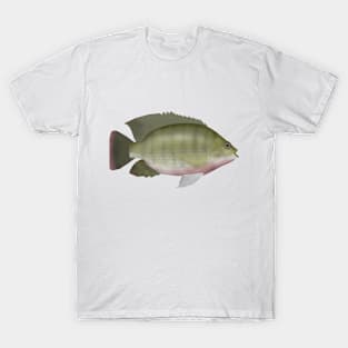 Redbreast Tilapia T-Shirt